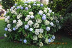 Image00186